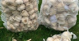 Offerta: AGLIO Vendiamo circa 600 kg di aglio di