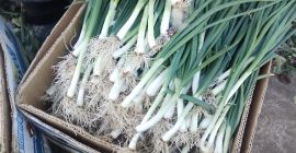 Very good and quality green onions