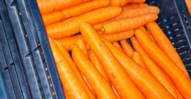 Handverlesene ungarische Karotten zum Verkauf