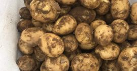 Vendo patate novelle della varietà riviera, coltivate su circa