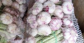 Garlic of Egyptian origin. PLN 8 per kg. Packed