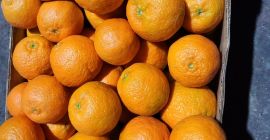 LANE LATE ORANGES from Greece , in quality class