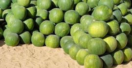 Wassermelonen sind groß von 4 kg bis 8 kg.