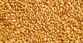 Vendita di grano da foraggio dal produttore. Il prezzo