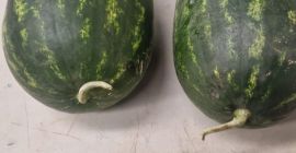 Wassermelone aus Marokko (Agadir) kostet je nach Gebiet zwischen