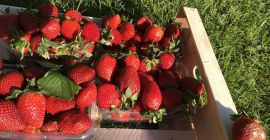 I will buy returns of strawberries from retail chains,