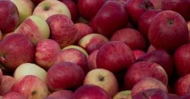 Мы покупали органические красные яблоки Айдаред, Джонапринс, Джонатан или