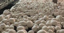 I will sell white mushrooms in 3/4 kg cages.