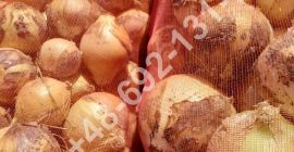 We offer yellow, round onions for sale, season -