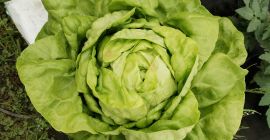 Hello, I have a very nice butter lettuce, approximately