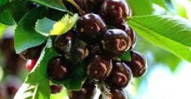 Our black cherries are very big and sweetie. The