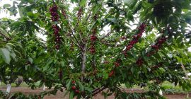 Organic cherries directly from the producer, more details at