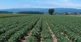 Ciao! Siamo un collettivo di agricoltori rumeni e stiamo