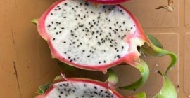 High quality dragon fruit will be available in June.