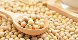 Agro cars LTD offers good quality soybeans of Ukrainian
