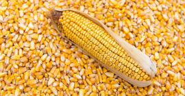 Agro cars LTD offers good quality corn grain of