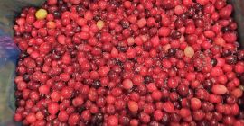 I will sell cultivated cranberries. Origin Canada. Fruit collected