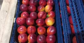 I am selling beautiful Patagonia nectarines and Astoria peaches,