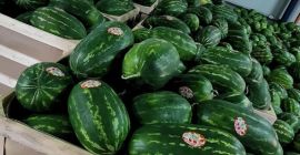 Premium-Wassermelonen im Großhandel aus Divjake, Albanien! Sie suchen Wassermelonen