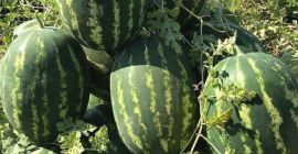 Premium Wholesale Watermelons from Divjake, Albania! Looking for the
