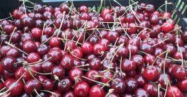 May cherries straight from the orchard These are early,