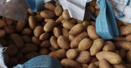 Mondial Potatoes for sale 40-60 mm Big Bag (1250