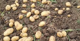 I am selling new potatoes of the Riviera 55+