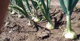 Swift winter onions for sale. Possibility to prepare bunches