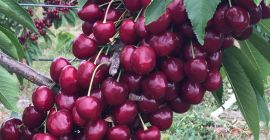 We are excited to offer premium quality cherries and