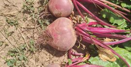 I am selling red beets, production 2024, quantity 40