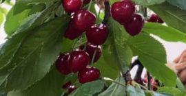 Hello, I have a burlat cherry for sale. Personal