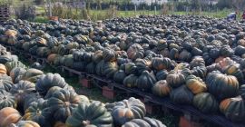 Premium Tunisian Pumpkins - Exporting Excellence Worldwide Our company