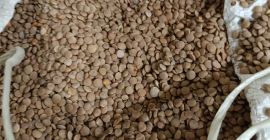 Ich verkaufe weißen Sorghum, Reinheit 98 %, Feuchtigkeit bis