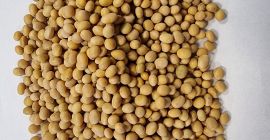 Offer for fodder soya beans Price negotiable offer for