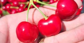 Large and medium-sized cherries from the Moldova area, Iasi