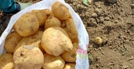 We wholesale Romanian potatoes. container: bag, mesh, big bag