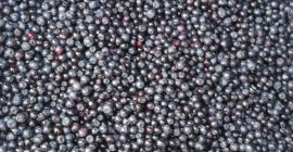 Voi cumpăra fructe de pădure proaspete, în toată Polonia,