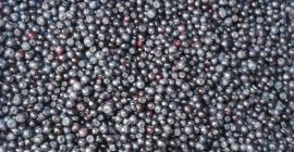 I will buy fresh forest berries, all over Poland,