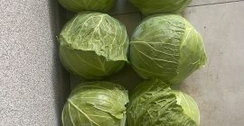 Продаћу до 50 тона белог купуса. грла од 2