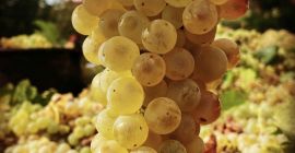 Certified organic white wine grapes - IGP Lazio, DOC