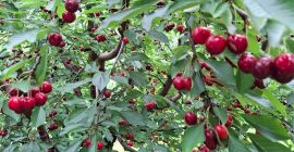 CHERRIES - Cherries are sold with planned shaking in