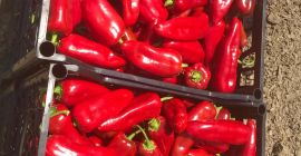 We supply Fresh Capia Peppers , Jalapenos and Gherkins