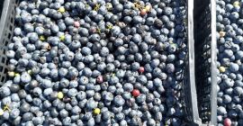I will buy blueberries for industry