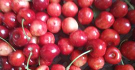 Продам познанскую вишню, теперь у меня здоровая, без червей,