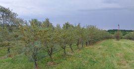 Organic sea buckthorn for sale