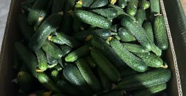we send good and tasty cucumbers in large quantities.