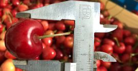 Frozen cherries for sale with stone and stem. The