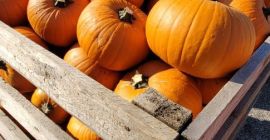 I will cooperate with the delivery of Halloween pumpkins.