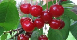 Vendo ciliegie! Adatto per composta, marmellata o crostata! Sotto