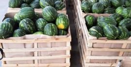 Verkaufe Wassermelonen aus Albanien, hochwertige Ware ich bin an